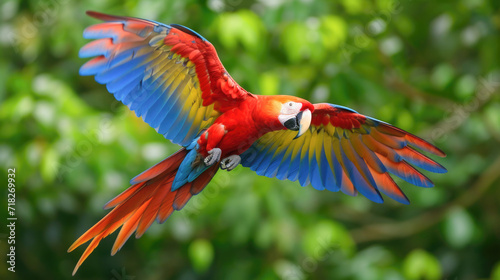 Scarlet Macaw in Flight Against Lush Greenery © romanets_v