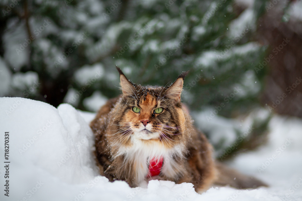 Portrait of a tricolor Maine Coon cat lies on the snow against the background of Christmas trees