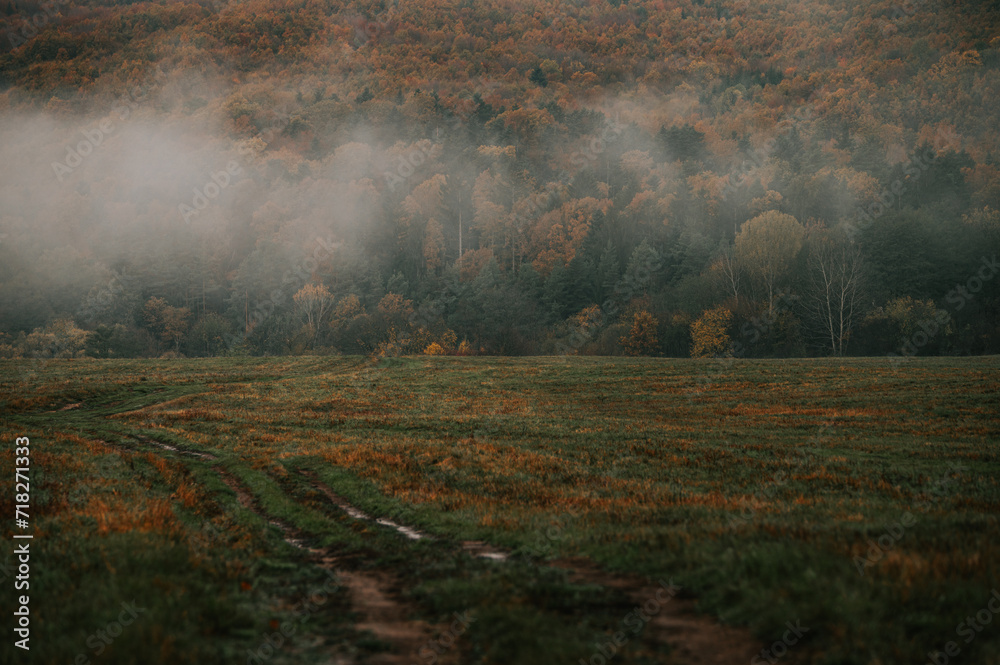 Melancholic foggy autumn morning on a barren meadow near a dark forest, with brown and gray colors. Depressive autumn mood, edit space