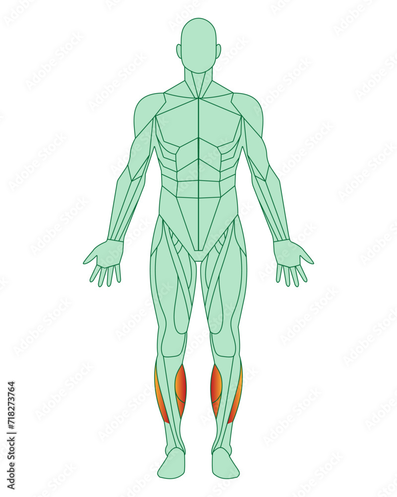 Figure of a man with highlighted muscles. Body with tibialis anterior and peroneal muscles highlighted in red.  Male muscle anatomy concept.  Vector illustration isolated on white background.