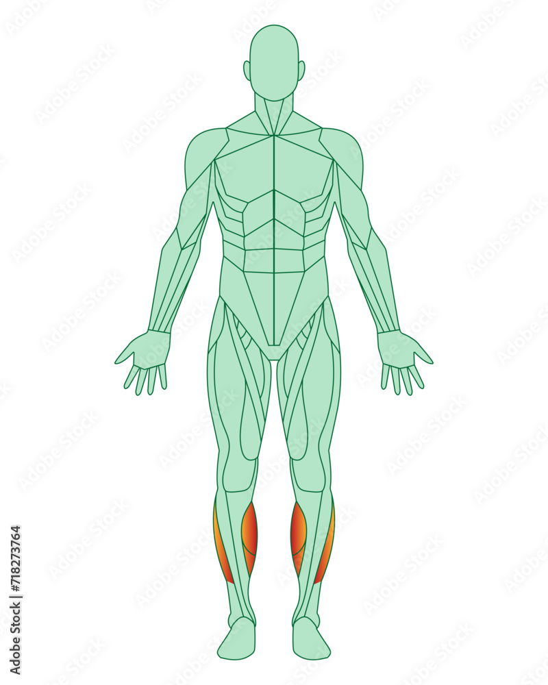 Figure of a man with highlighted muscles. Body with tibialis anterior and peroneal muscles highlighted in red.  Male muscle anatomy concept.  Vector illustration isolated on white background.