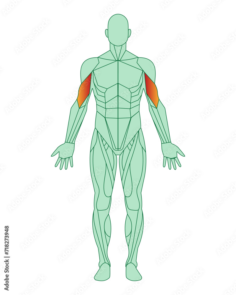 Figure of a man with highlighted muscles. Highlighted in red biceps of arms or shoulders. Male muscle anatomy concept.  Vector illustration isolated on white background.
