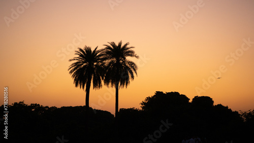 Silhouette scenic landscape of the two coconut tree also known as palm tree