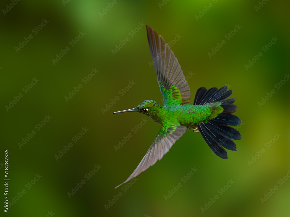 Fototapeta premium Green-crowned brilliant Hummingbird in flight on green background