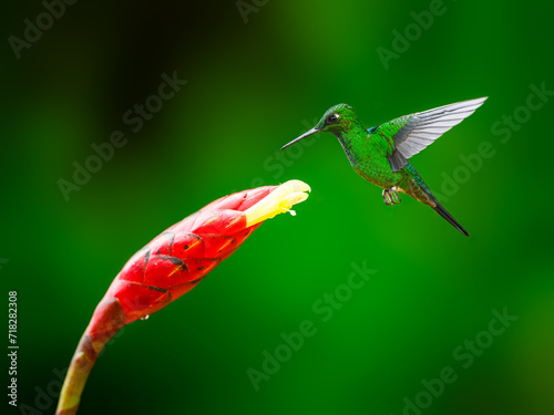 Green-crowned brilliant Hummingbird in flight collecting nectar from the red cane flower on green background