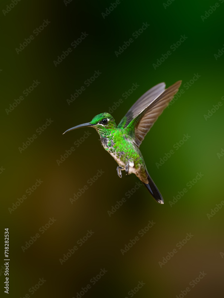 Fototapeta premium White-whiskered Hermit in flight against green background