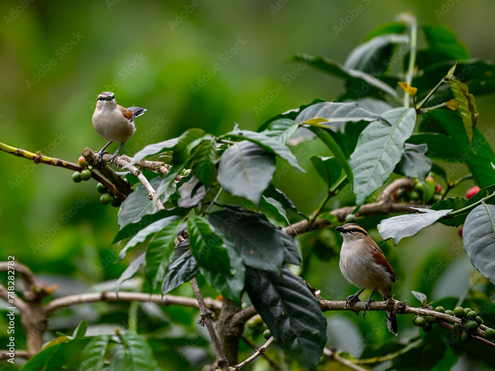 Fototapeta premium Black-crowned Tchagra on a plant with green leaves against green background