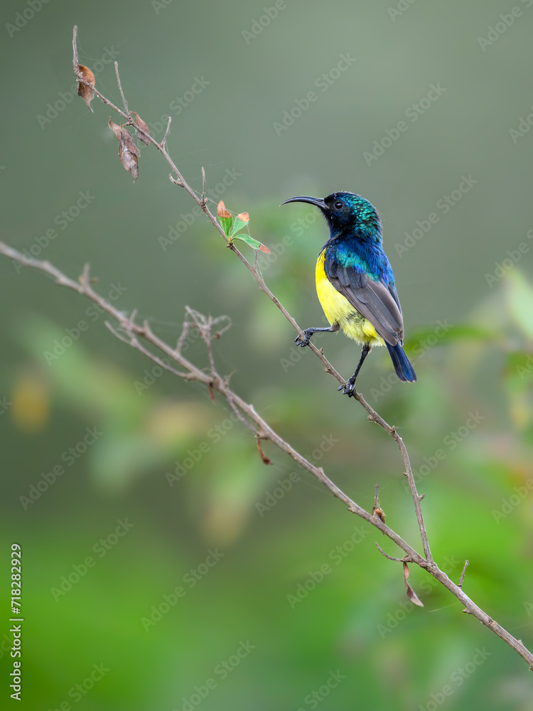 Variable Sunbird or Yellow-bellied Sunbird on stem of a plant