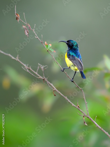 Variable Sunbird or Yellow-bellied Sunbird on stem of a plant © FotoRequest