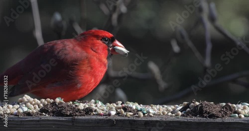 Red cardinal eating seeds close up