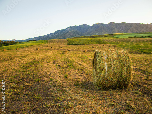 Haystacks in a field, summer sunset © Olga