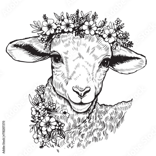 Cute sheep or lamb head
