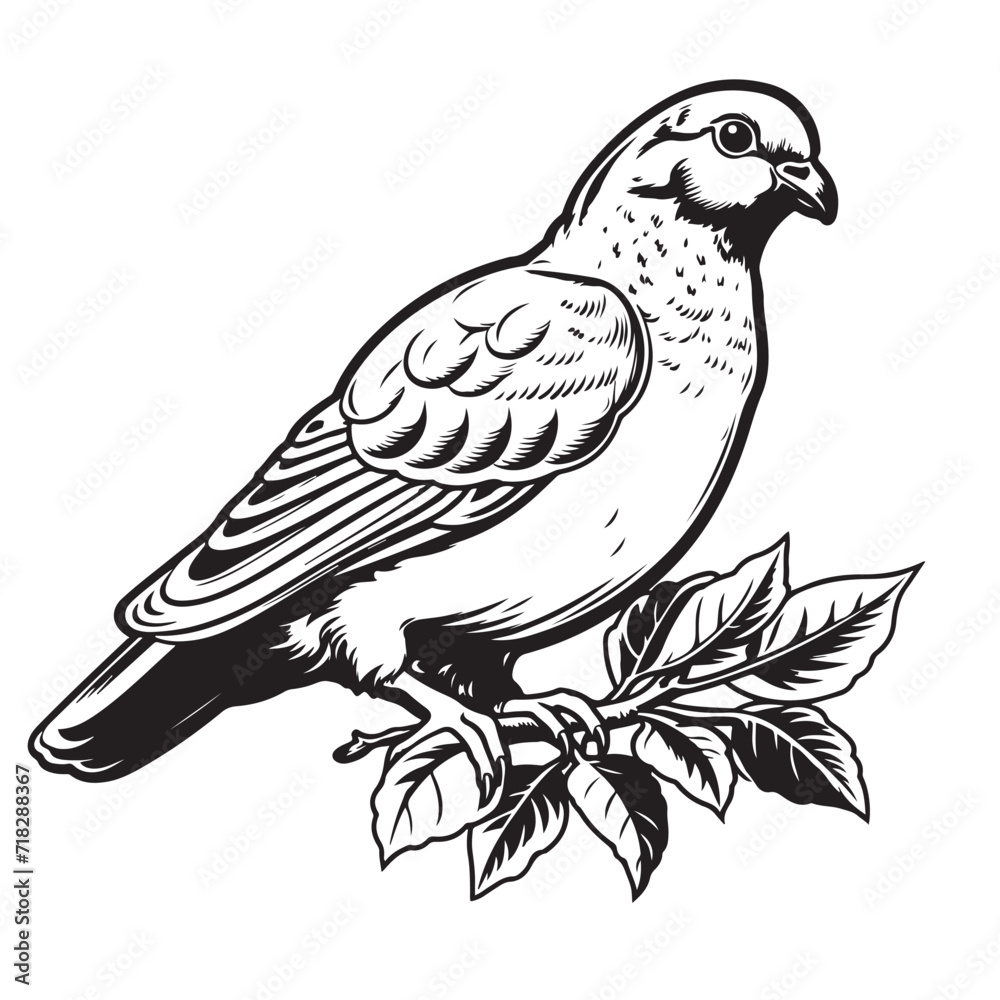 dove, pigeon. Realistic ink sketch