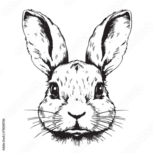 face rabbit portrait