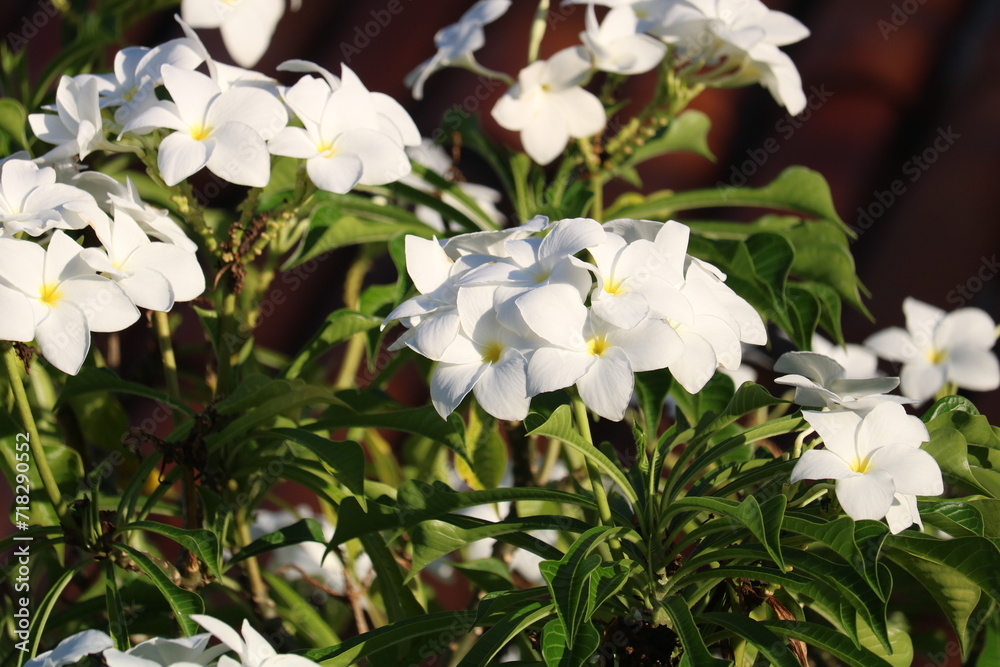 Obraz premium Assunto:Jasmim do Caribe - Plumeria pudica.Local:Fortaleza-CE.Data:12/2023.Autor:JotaPê