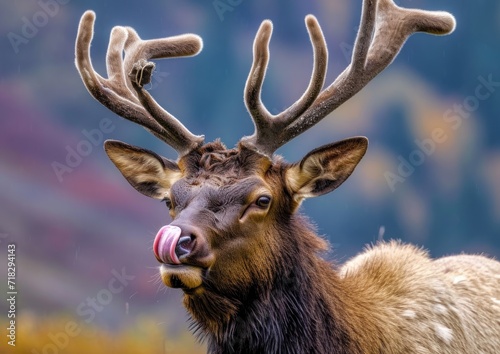 Bull elk with velvet new antlers licking its lips with its tongue sticking out, YNP, USA photo