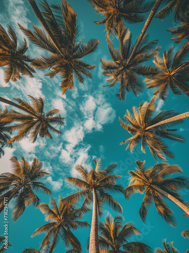 a tropical look upward photo of palm trees with blue sky