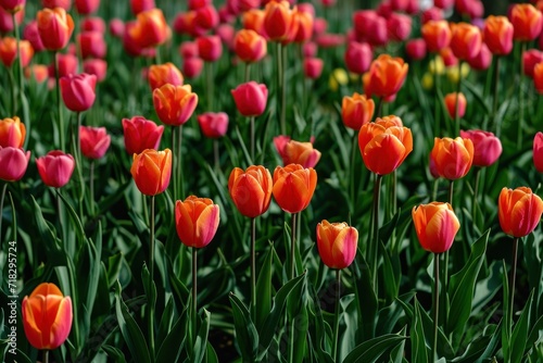 A meadow of tulips