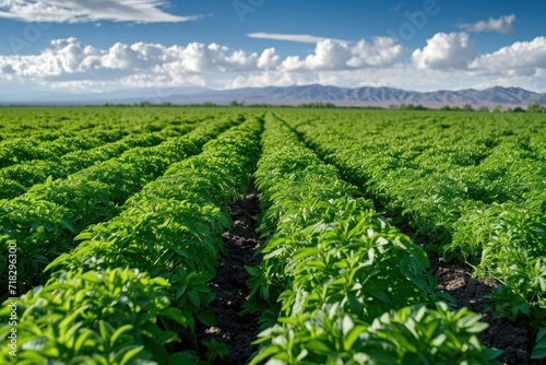 Field of alfalfa; San Joaquin Valley, California, photo