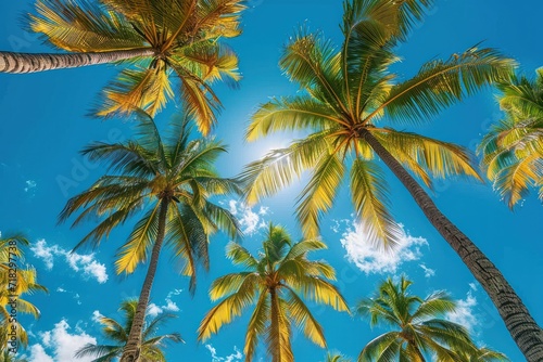 Tropical palm trees under blue skies and sunshine on a sunny day © Tisha