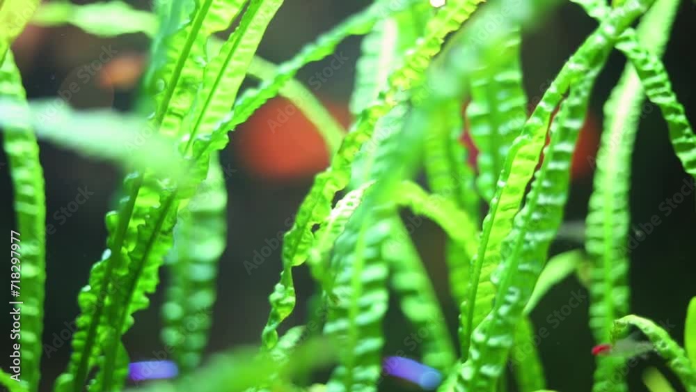 Green algae and small fish swimming in aquarium close up. Green algae and small fish swimming in aquarium close up.