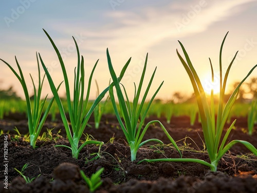 Onion plants cultivated on soil at sunset