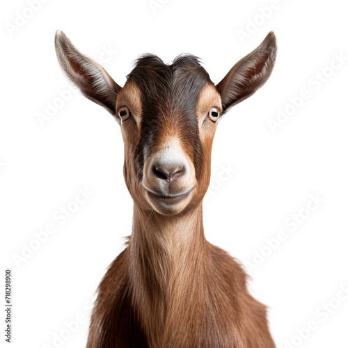 goat looking at the camera close up on a white isolated background.