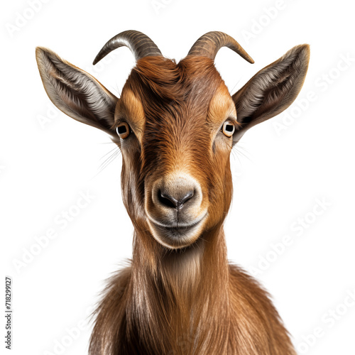 goat looking at the camera close up on a white isolated background.