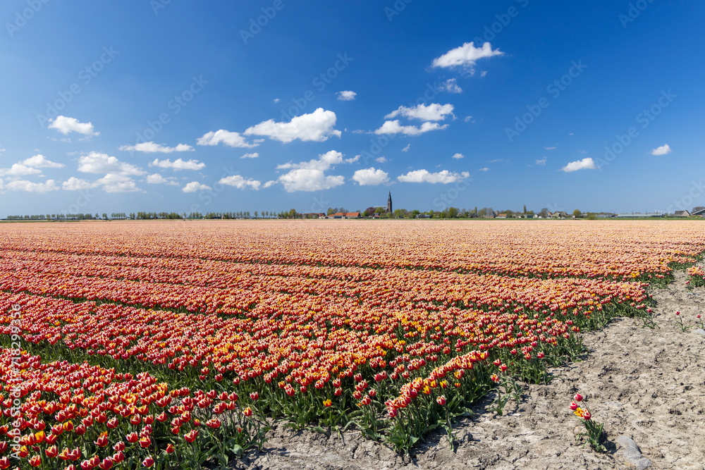 Field of tulips near Hoorn, The Netherlands