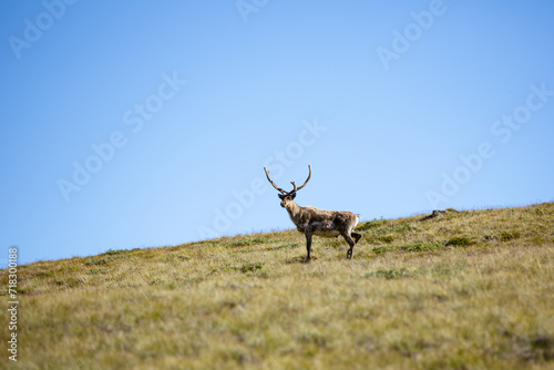 Arctic Reindeer standing on grass with sky - Greenland 