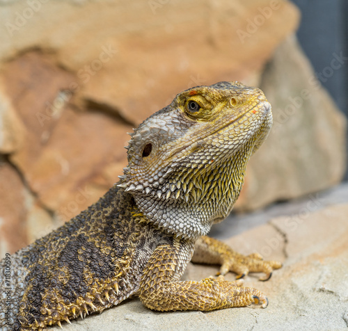 bearded dragon agama close-up. close-up portrait of a lizard