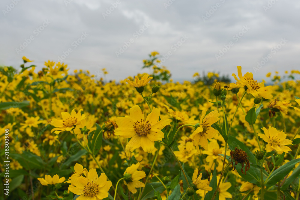 field of sunflowers field of sunflowers