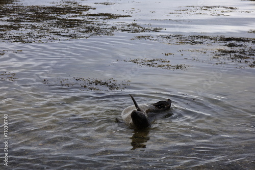 View of a seal on Ytri Tunga beach in western Iceland, Snaefellsnes peninsula
