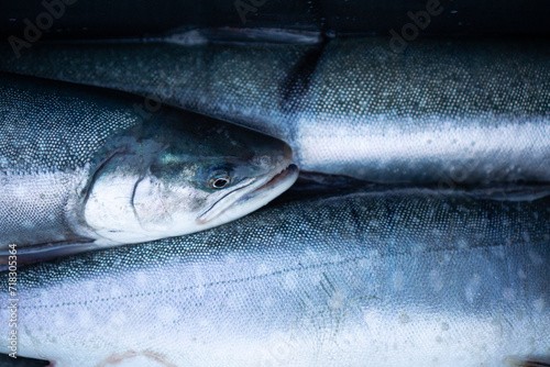 Freshly caught fish, stacked between each other - Greenlandic Salmon