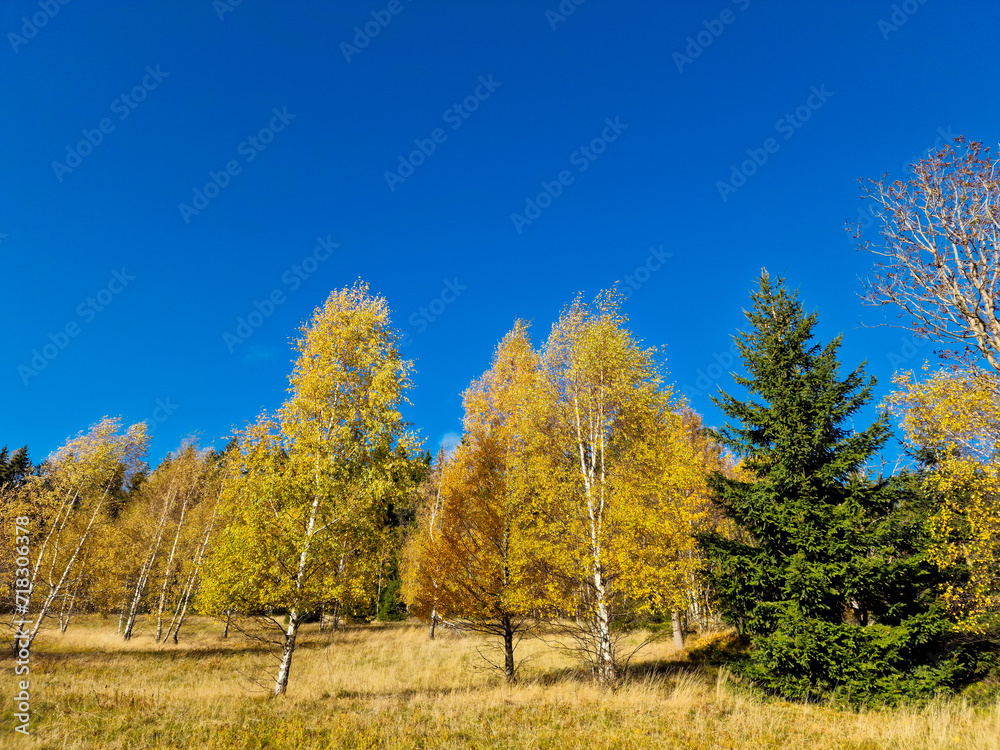 Fototapeta premium autumn colors forest in the mountains