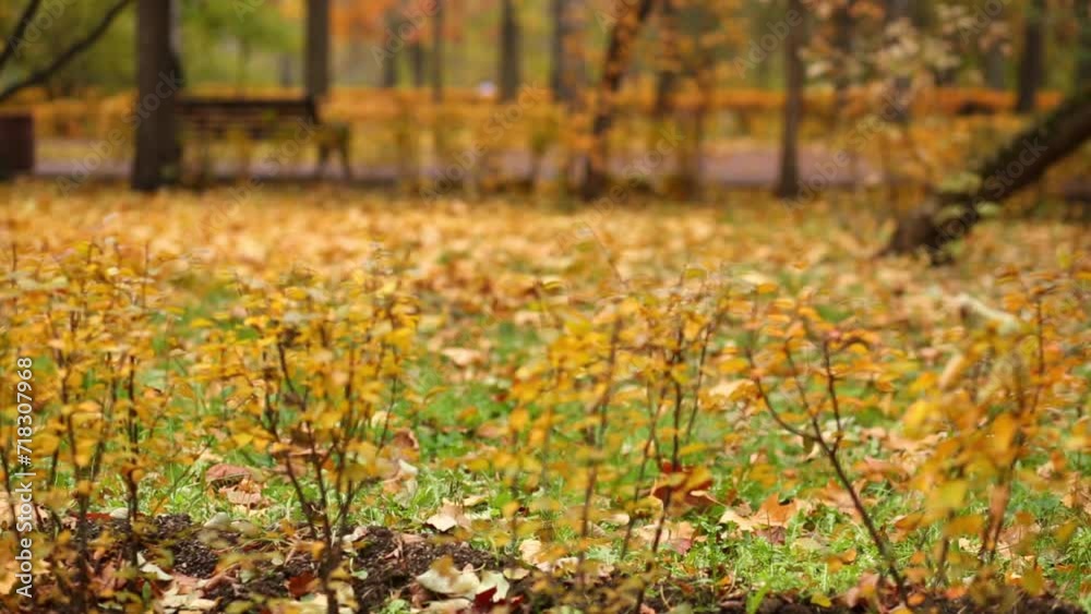 Legs of man strolling along the clipped bushes in the autumn park Legs of man strolling along the clipped bushes in the autumn park