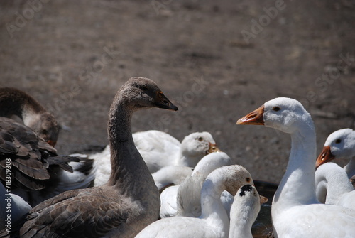 Poultry on the farm. Geese and ducks on a country farm have white or gray plumage, yellow or red feet and beaks. A large flock of birds graze in the yard, pecking at grain and drinking water.
