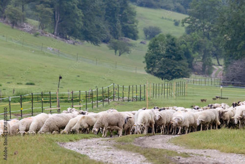 Sheep herd in National park Muranska Planina, Slovakia Sheep herd in National park Muranska Planina, Slovakia