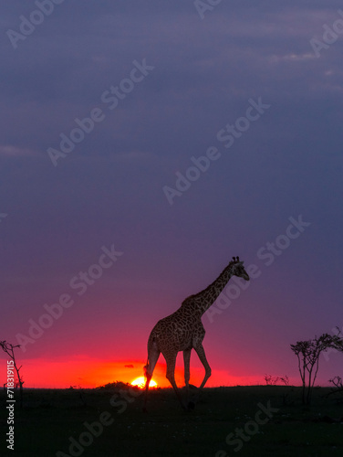 Giraffe Walking at Sunset