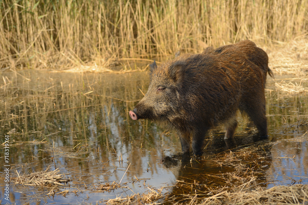 Wild boars roaming in a wetland inside coastal nature reserve