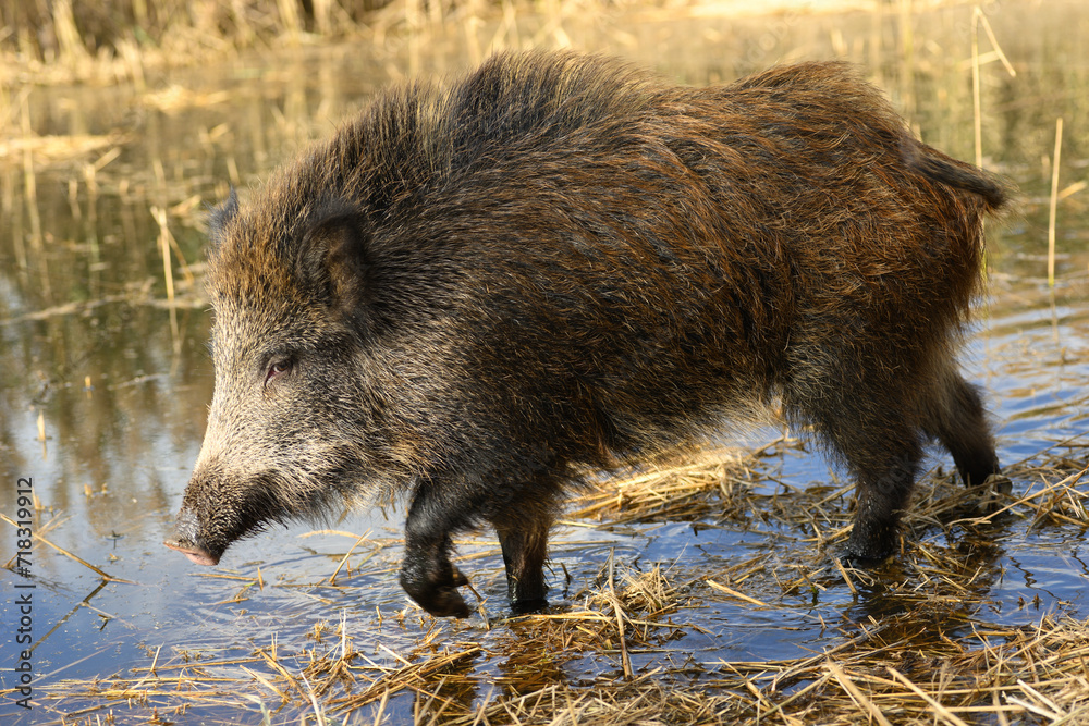Wild boars roaming in a wetland inside coastal nature reserve Wild boars roaming in a wetland inside coastal nature reserve