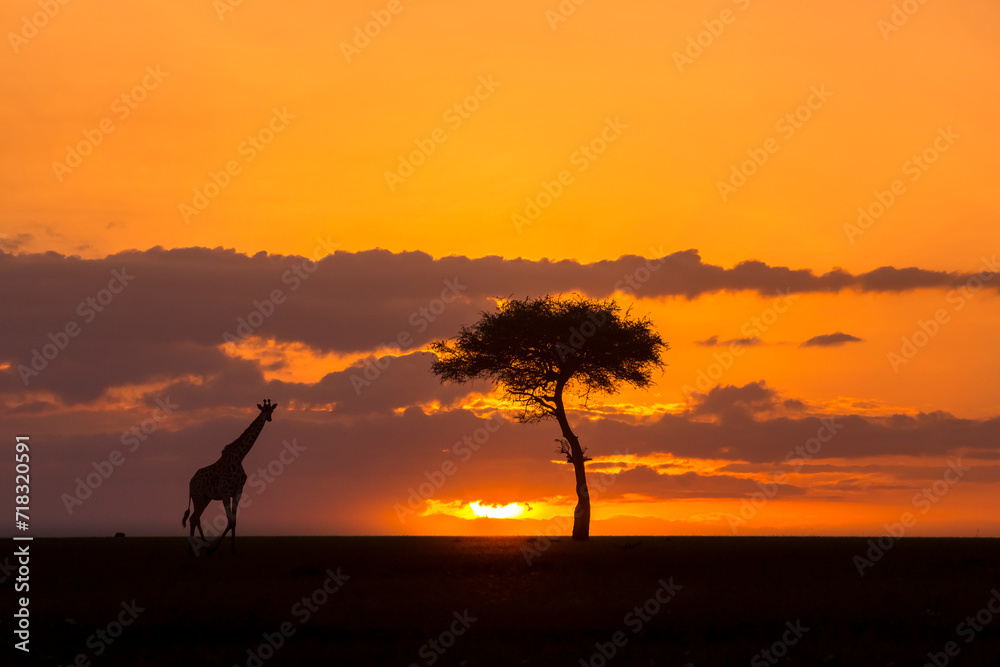 Giraffe Sunset Walk