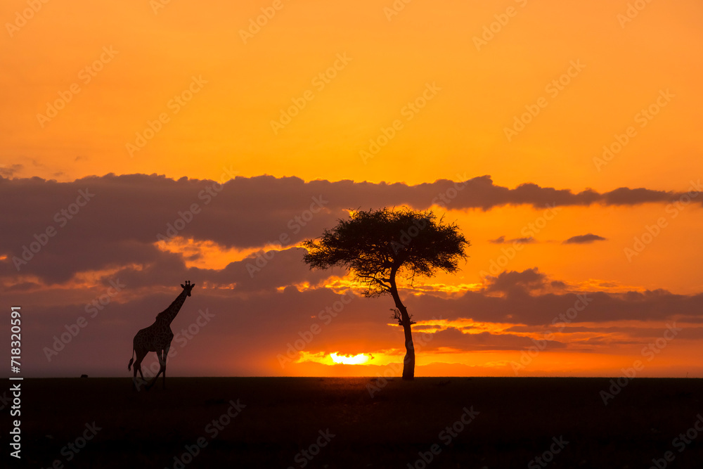Fototapeta premium Giraffe Sunset Walk