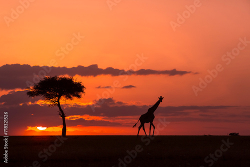 Giraffe Sunset Walk 43