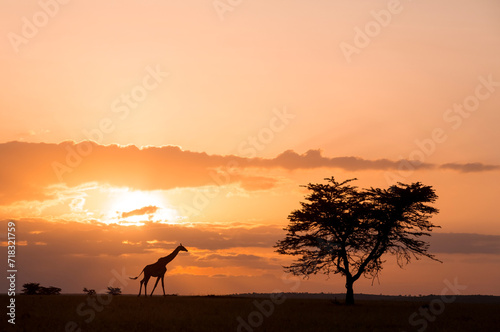 Giraffe Sunset Walk