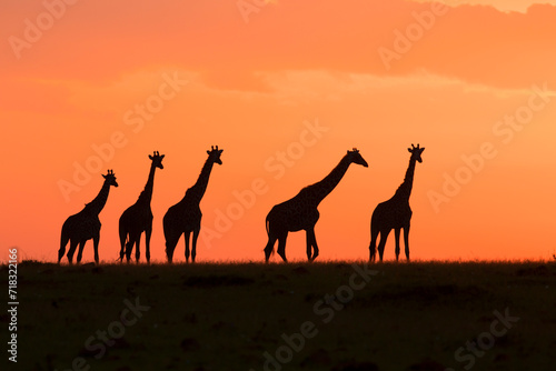 Five Giraffes at Sunset