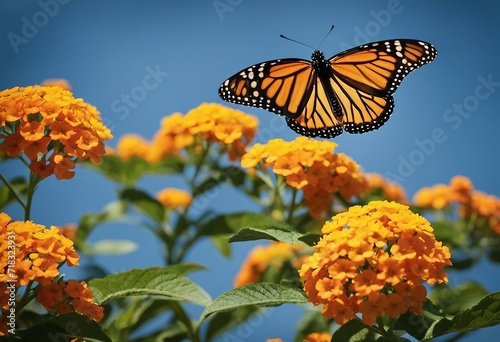 Monarch butterfly flying over orange lantana flowers blue sky in background © FrameFinesse