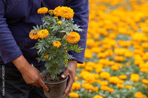 Mexican cempasuchil producer showing a pot