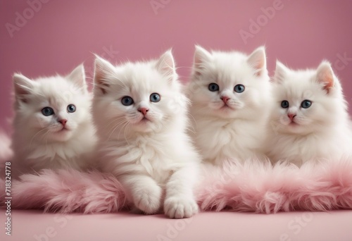 Four fluffy white kittens laying on an off pink sheepskin bed looking forward pink background