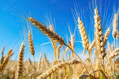 Ripe Wheat Ears Contrasted against Bright Blue Sky, Emphasizing Natural Landscape Beauty
